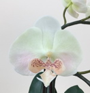 Arranjo de orquidea artificial branca e marrom no vaso