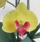 Arranjo de orquidea artificial amarelo e vermelho no vaso branco