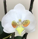 Arranjo de orquidea artificial branca e amarelo no vaso branco