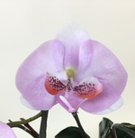 Arranjo de orquidea artificial pink no vaso dourado