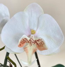 Arranjo de orquidea artificial creme e marron no vaso branco