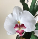 Arranjo de orquidea artificial creme no vaso branco