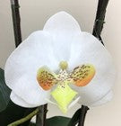 Arranjo de orquidea artificial amarelo no vaso branco